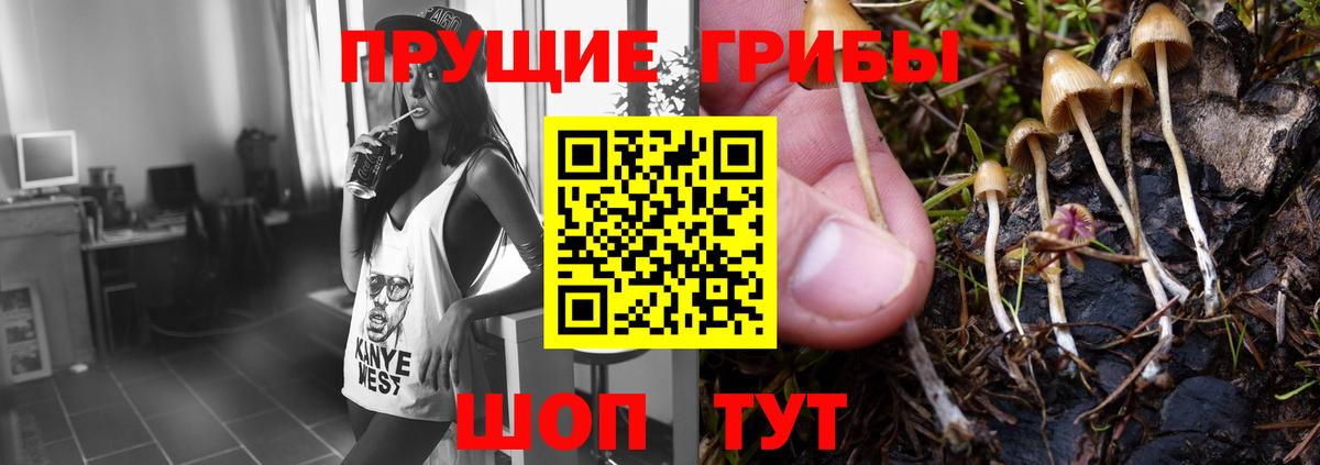 Псилоцибиновые грибы Psilocybe Курган